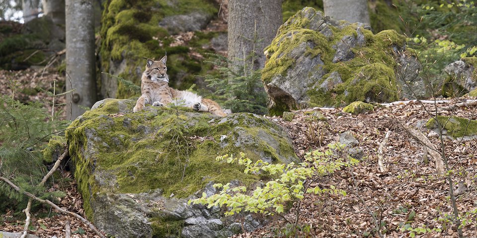 Lynx With Slovenian Hunters