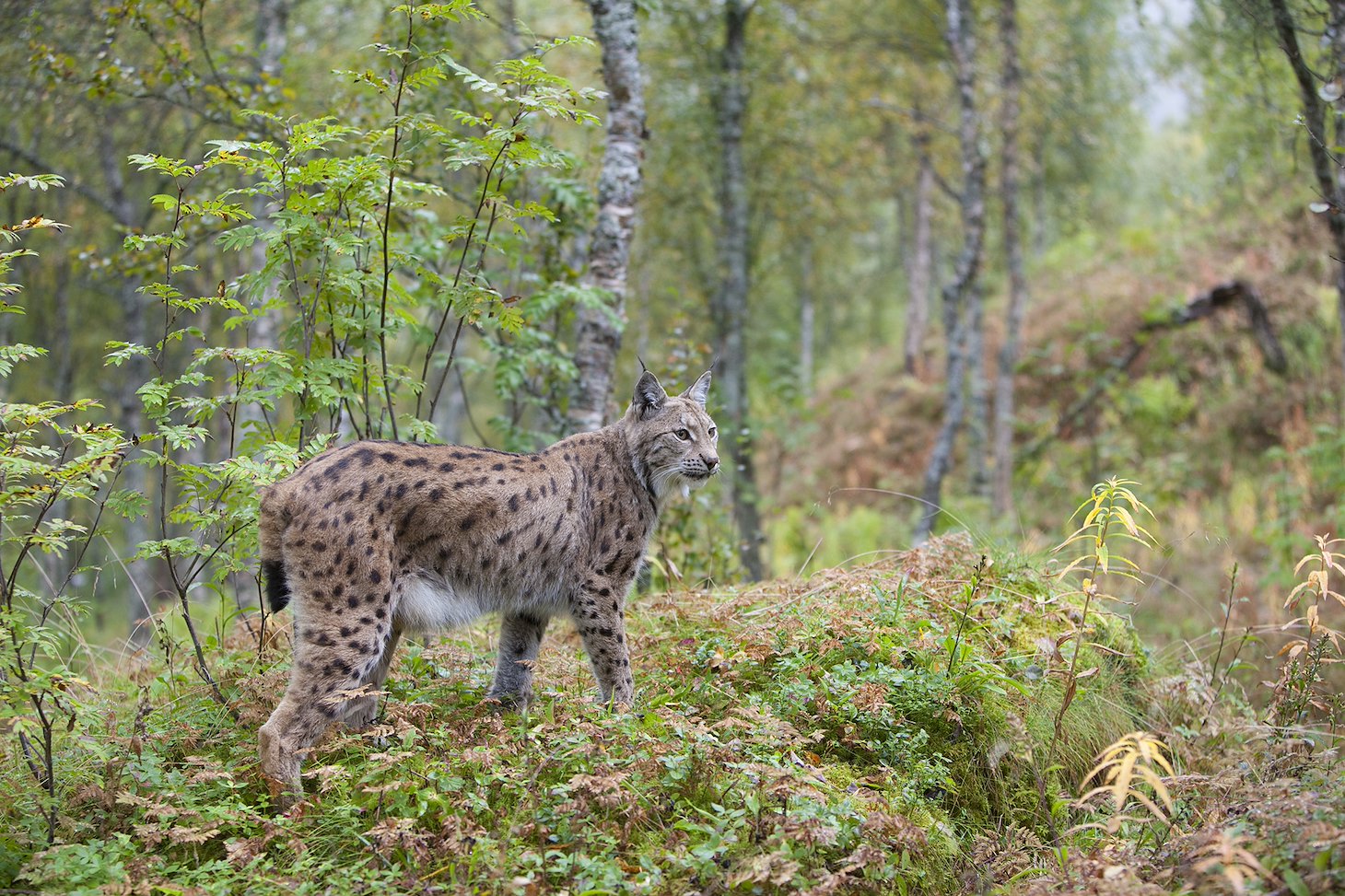 Eurasian Lynx (lynx lynx) in autumnal boreal forest, Norway (c)
