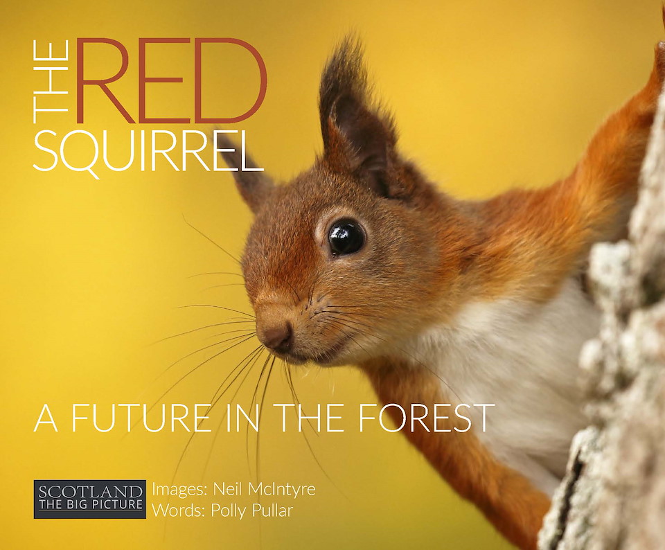 The Red Squirrel: A future in the forest (ebook)