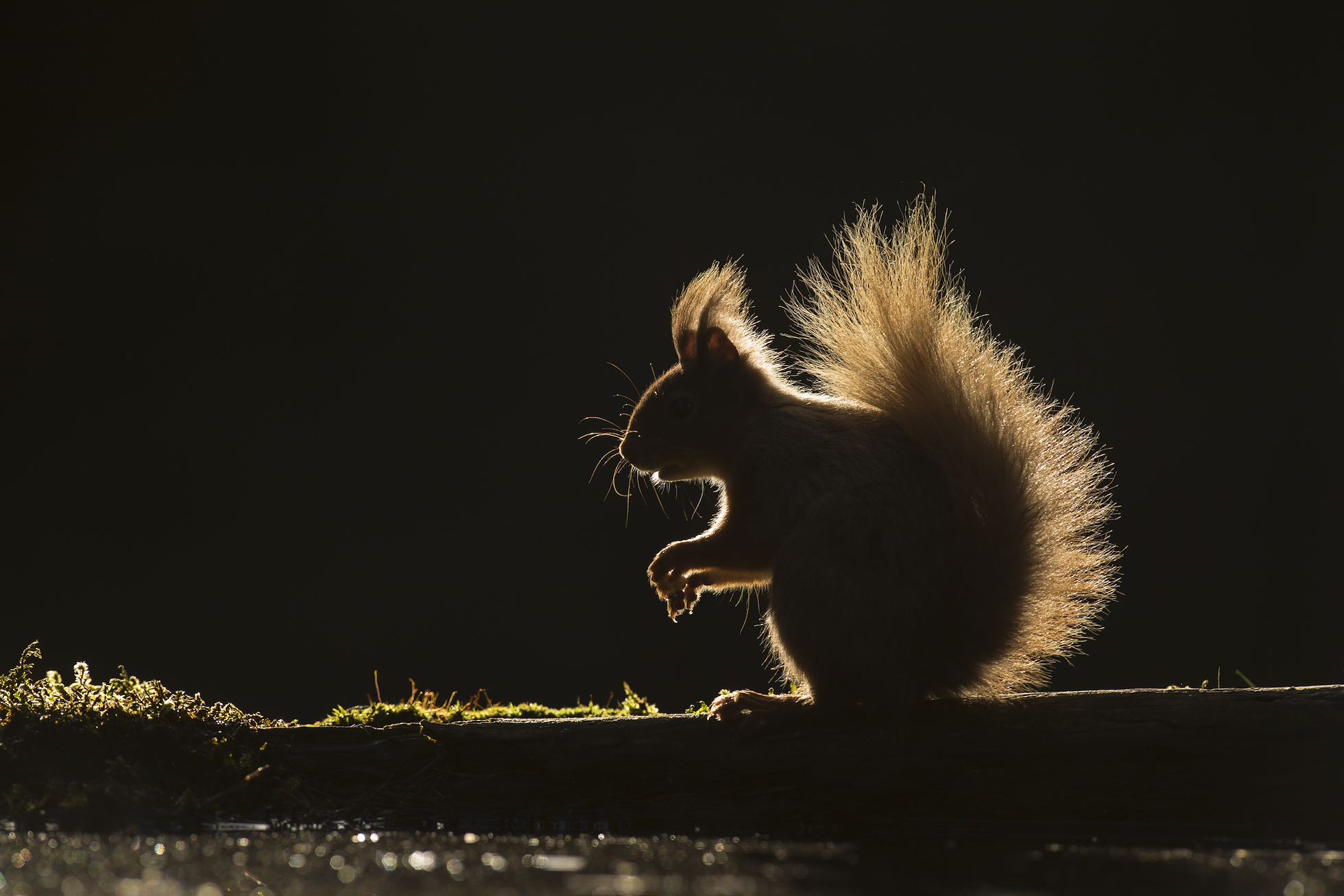 SCOTLAND: The Big Picture - Amplifying the case for a wilder Scotland