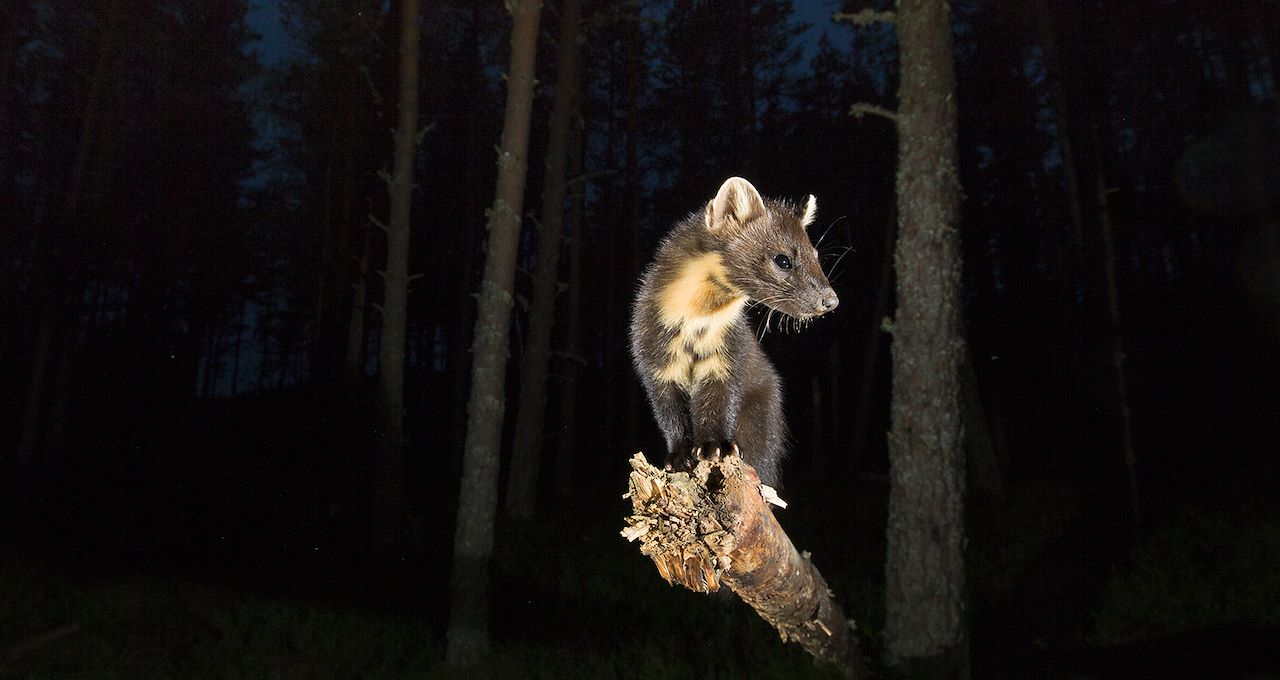 Pine Marten Image Pine Marten Image
