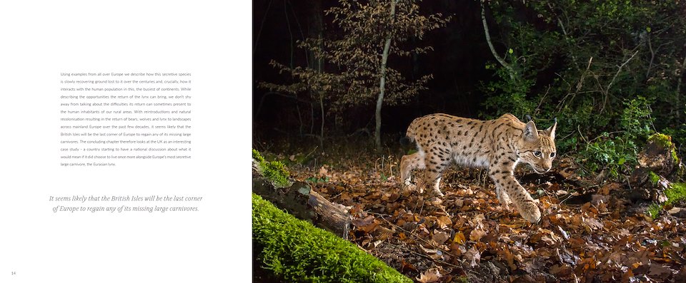 Image of Lynx-walking.jpg