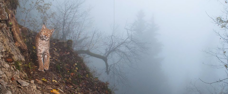 Image of Lynx-in-mist.jpg