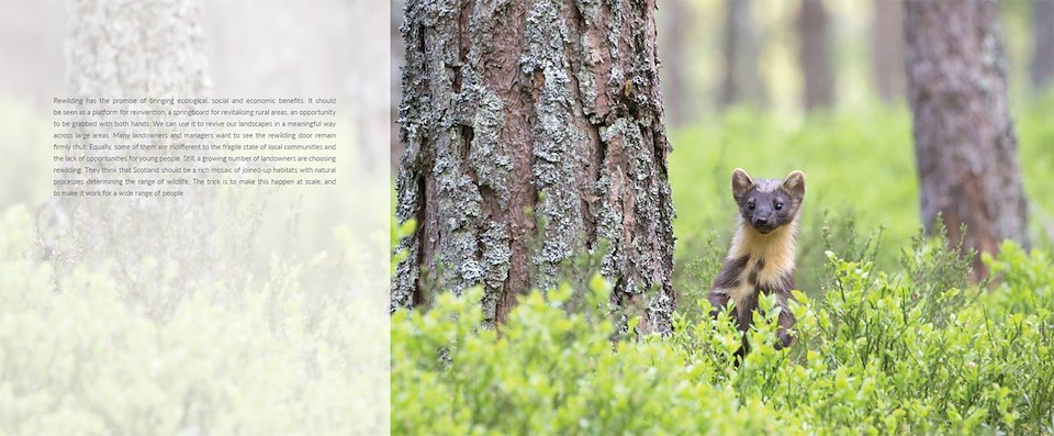 Image of StBP_pine_marten.jpg