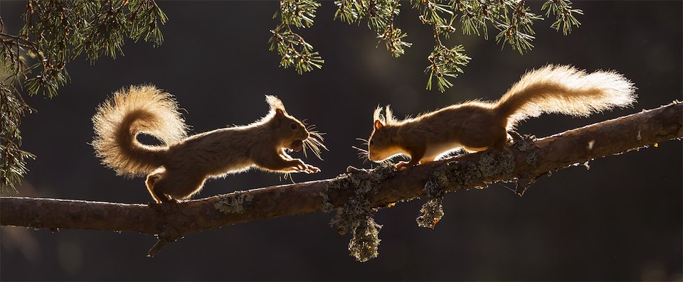 Image of StBP_two_squirrels.jpg