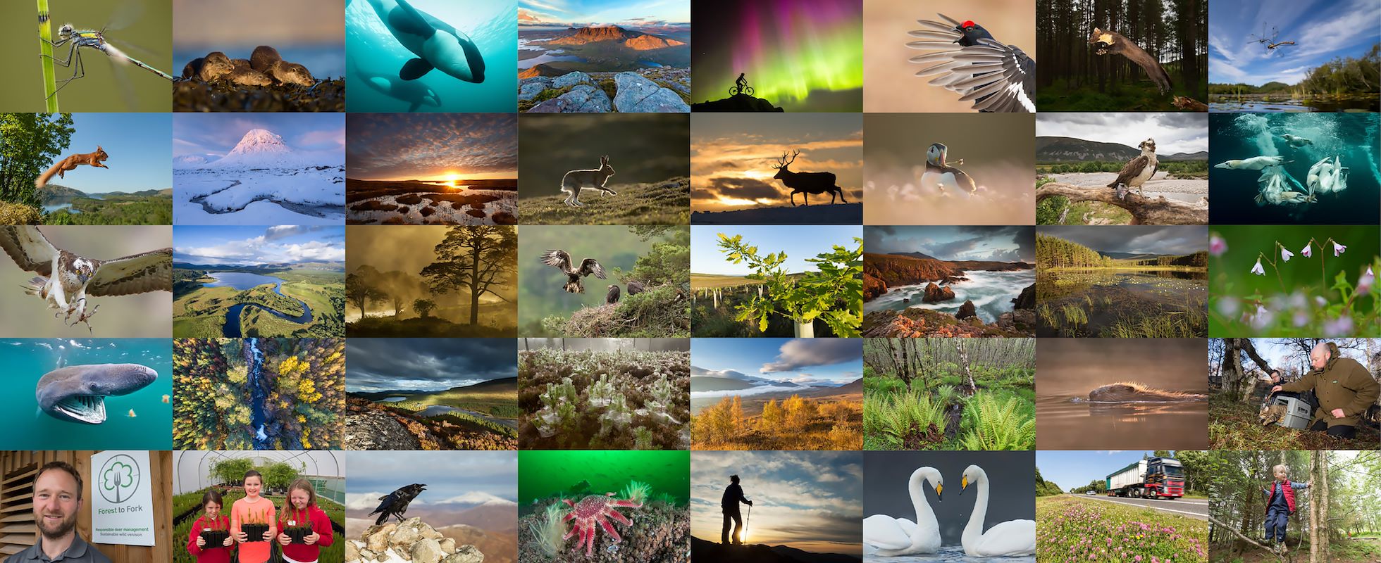 Image Banner Image Banner