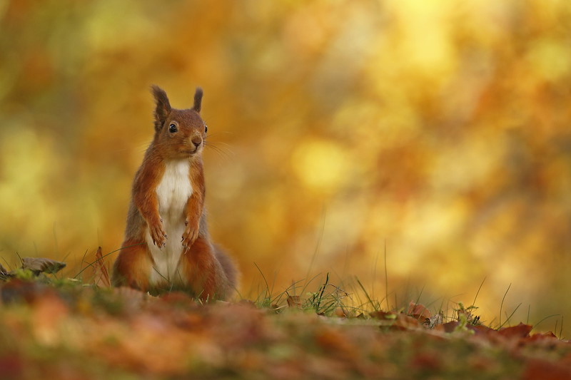 Red Squirrel (Sciurus vulgaris) in autumn colours, Scotland