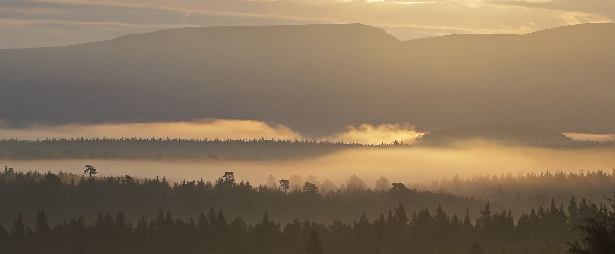 Looking over Rothiemurchus ancient caledonian pine forest at dawn. In the Cairngorms National Park, Highlands, Scotland, UK