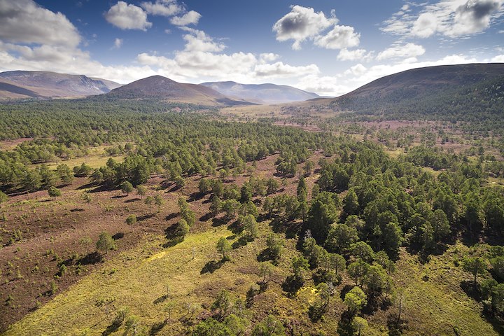 Rothiemurchus Rothiemurchus
