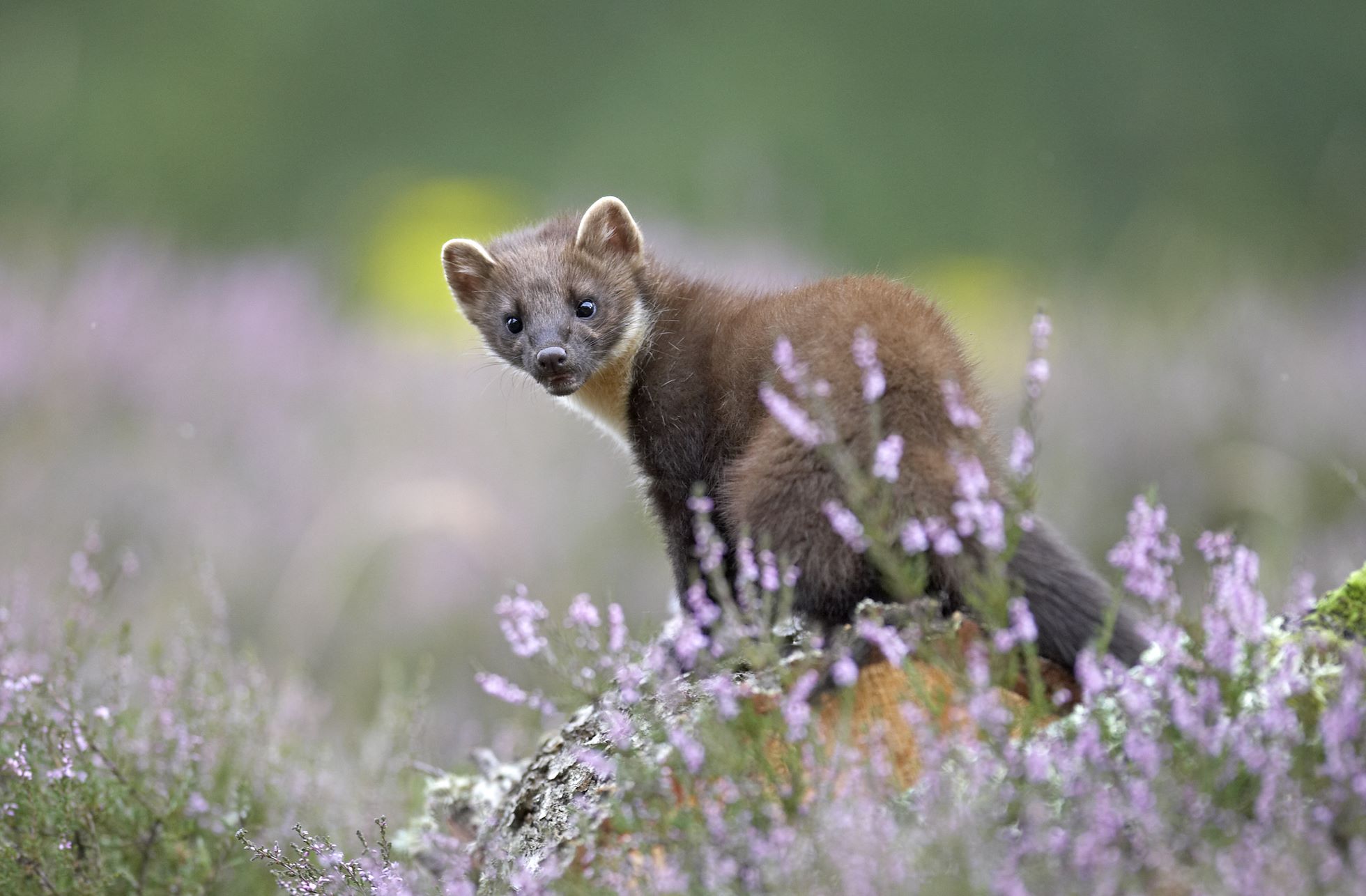 Pine marten (Martes martes) in flowering heather, Cairngorms National Park, Scotland.