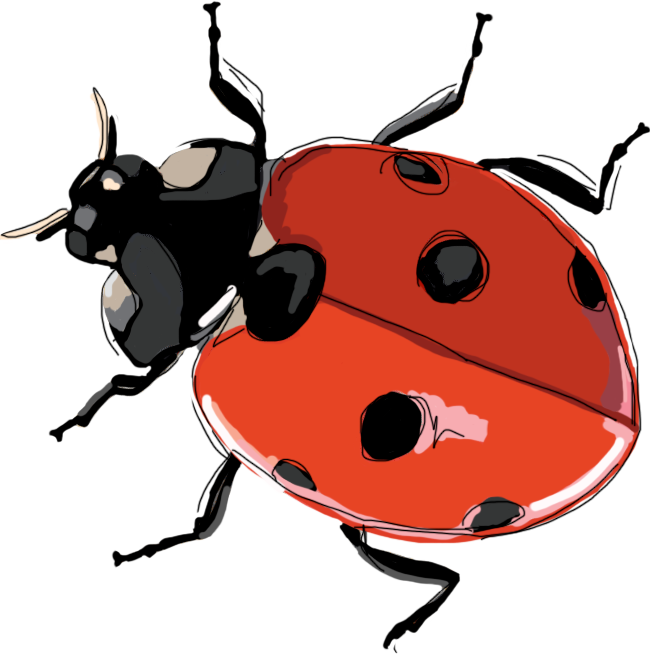 Ladybird Ladybird