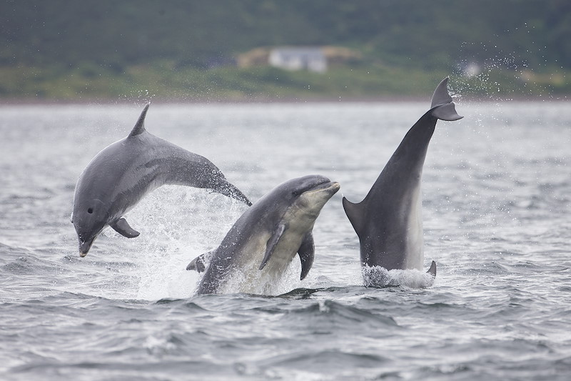 Bottlenose dolphin trio (Tursiops truncatus) breaching, Moray Firth, Scotland.