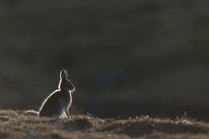 Mountain Hare (Lepus timidus) adult in spring coat backlit on moorland