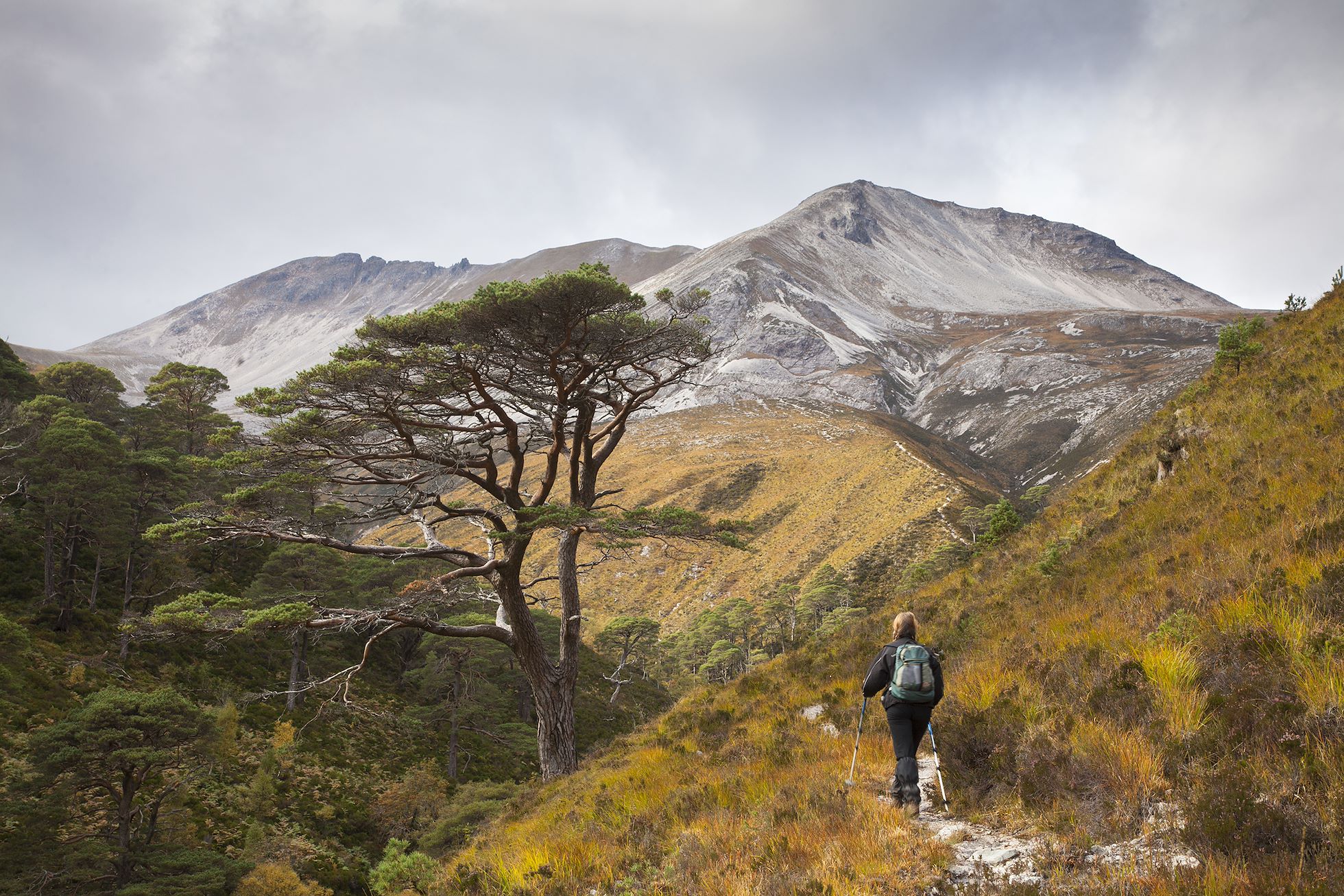 Hiker on footpath through wooded glen towards Beinn Eighe ridge, Torridon, Scotland