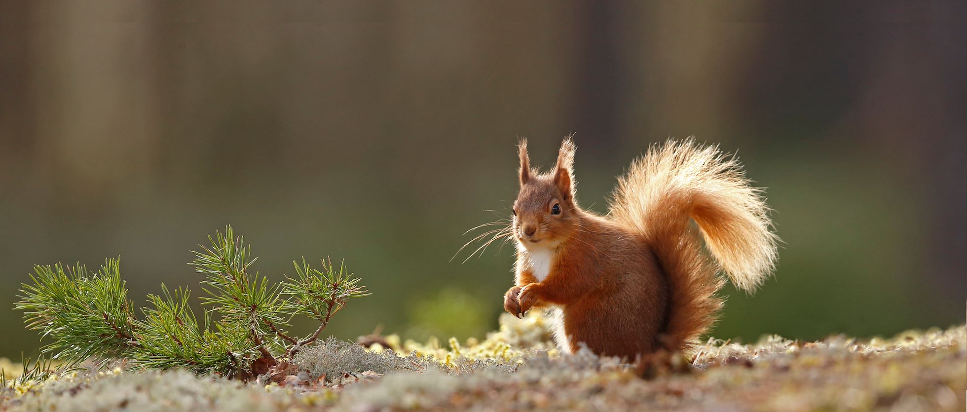 Rewilding Escapes Rewilding Escapes