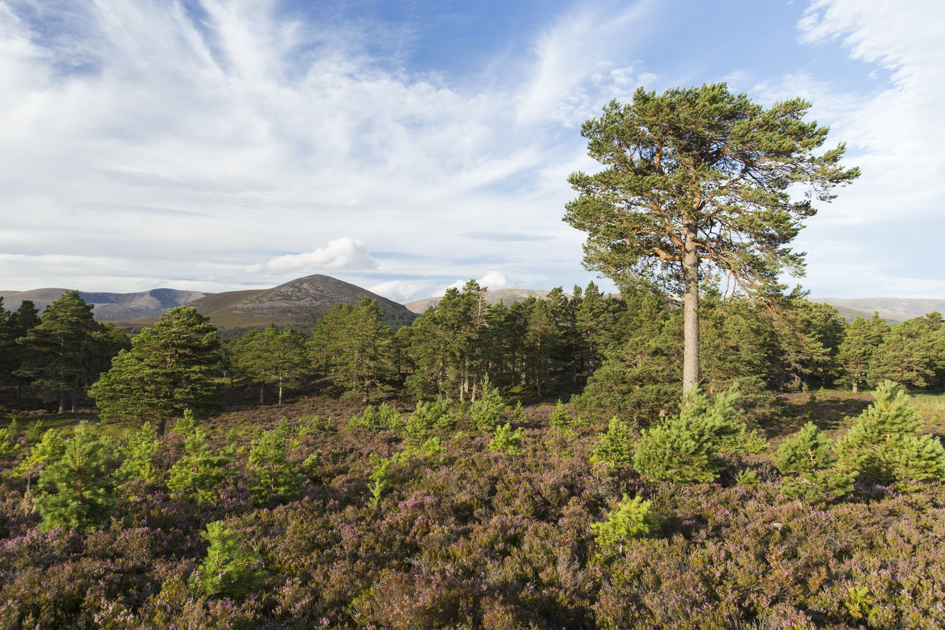 Scots Pine and saplings on heather moorland in summer, Cairngorms National Park