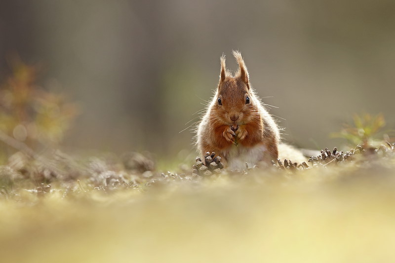 Red Squirrel (sciurus vulgaris) feeding sitting pine cone covered forest floor, in the Cairngorms National Park,, Scotland, UK