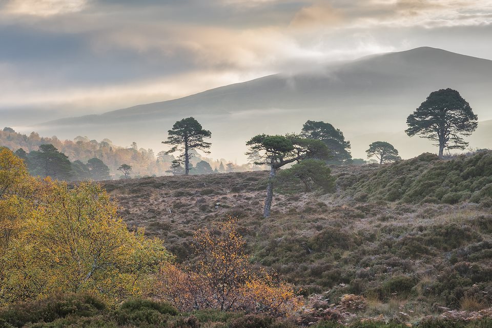 Wilderness Weekend: Alladale Autumn - Rewilding Retreat - A luxurious stay in a Victorian lodge at one of Scotland's most celebrated rewilding initiatives. Wilderness Weekend: Alladale Autumn - Rewilding Retreat - A luxurious stay in a Victorian lodge at one of Scotland's most celebrated rewilding initiatives.