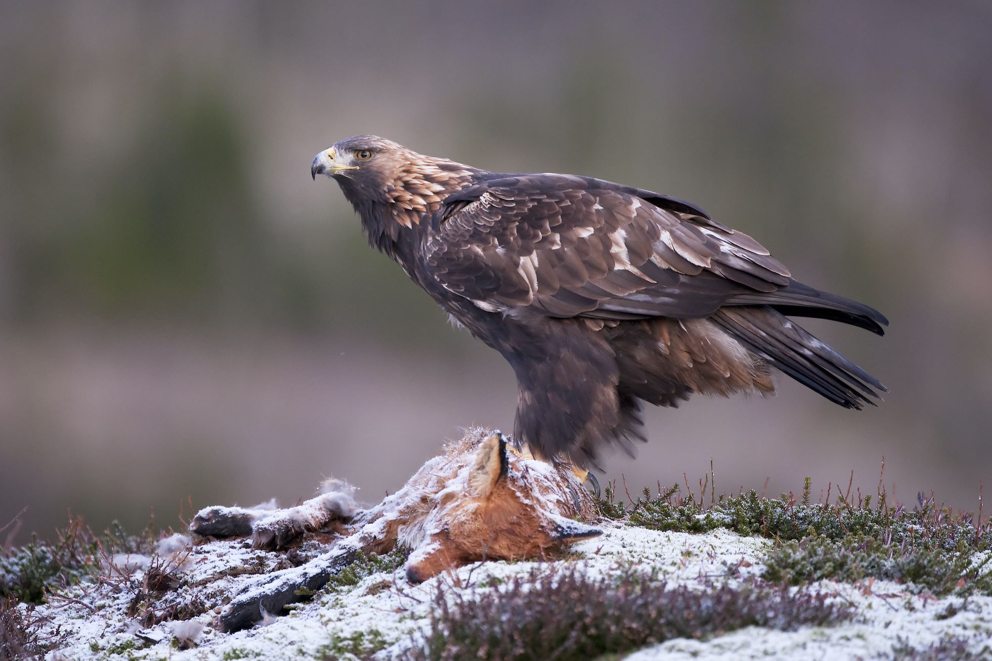 Golden eagle (Aquila chrysaetos) adult feeding on dead fox, Flatanger, Norway