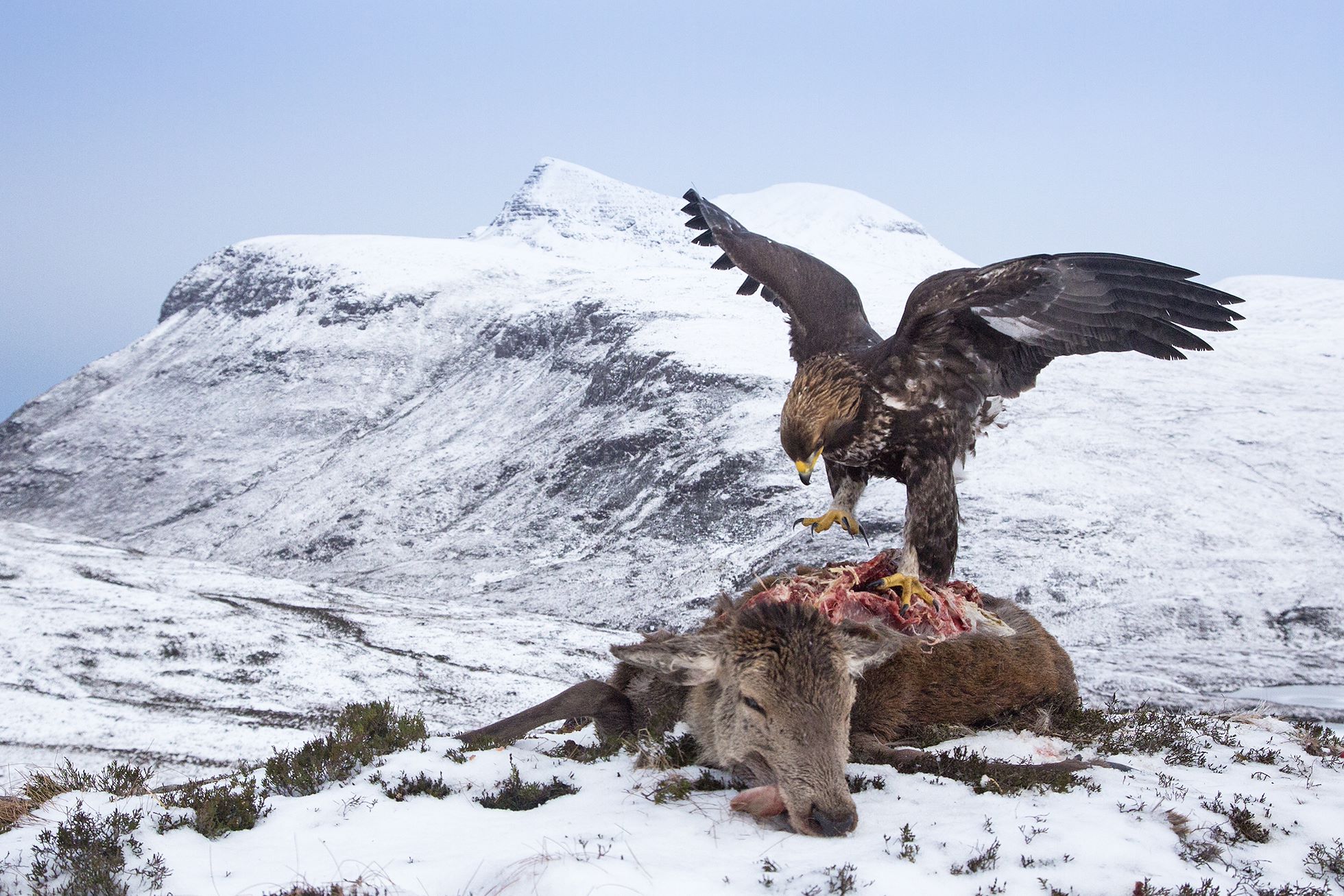 Golden eagle (Aquila chrysaetos) feeding on red deer carcass, Assynt, Scotland.