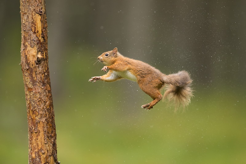 Red Squirrel (Sciurus vulgaris) in mid-air, about to land on pine trunk