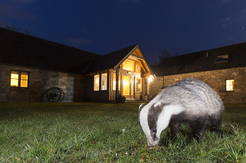 Badger (Meles meles) in front of building at night, Cairngorms, Scotland. 