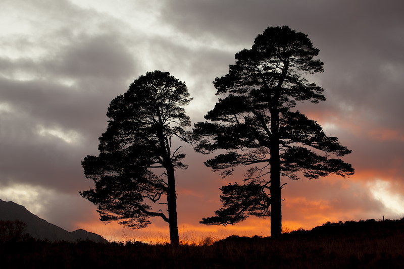 Scots pines silhouetted at sunset, Glen Affric, Scotland.