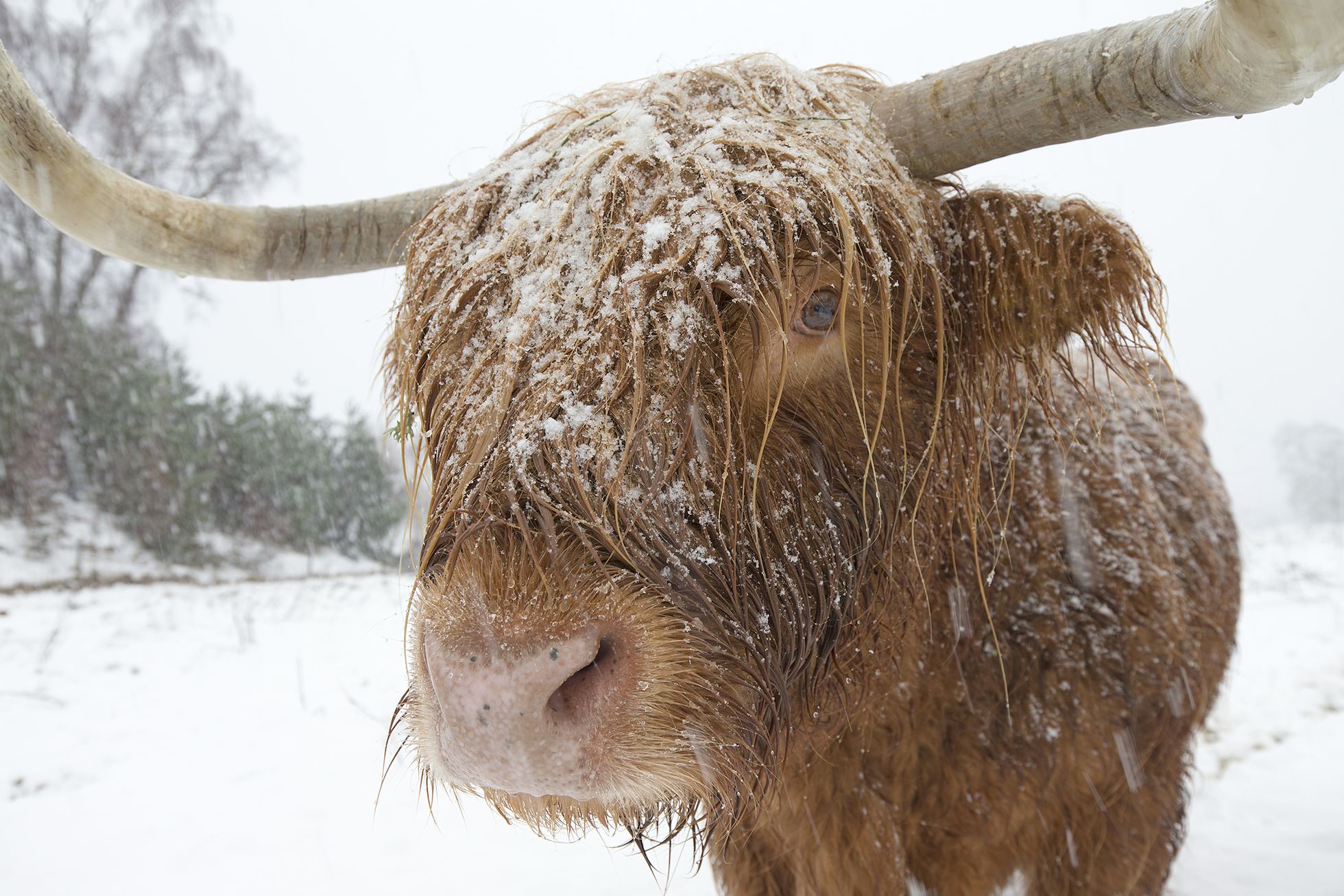 Highland cow in blizzard, Scotland.