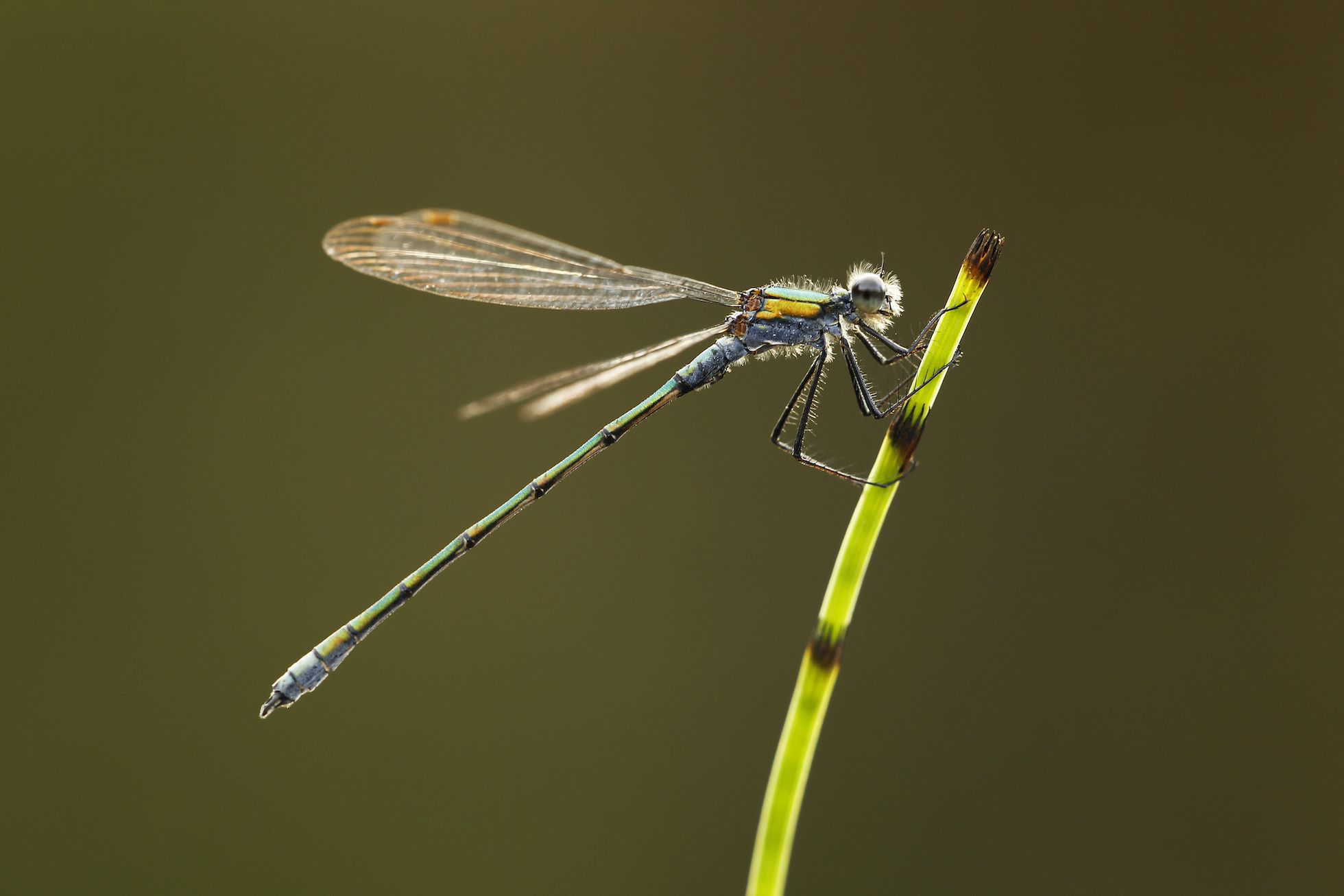 Emerald Damselfy (Lestes sponsa) adult male at rest, Cairngorms National Park, Scotland