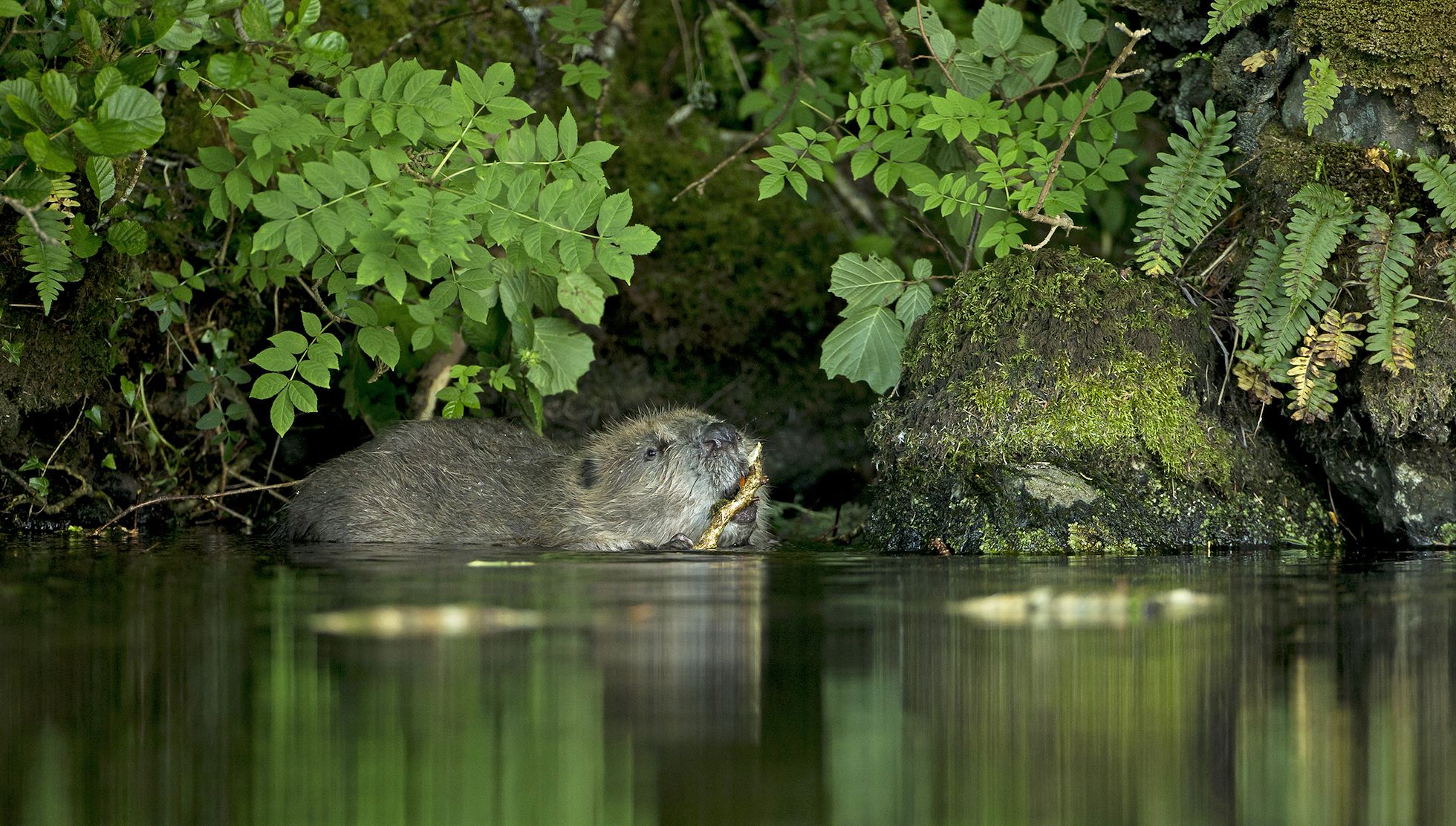 Beaver eating log on knapdale