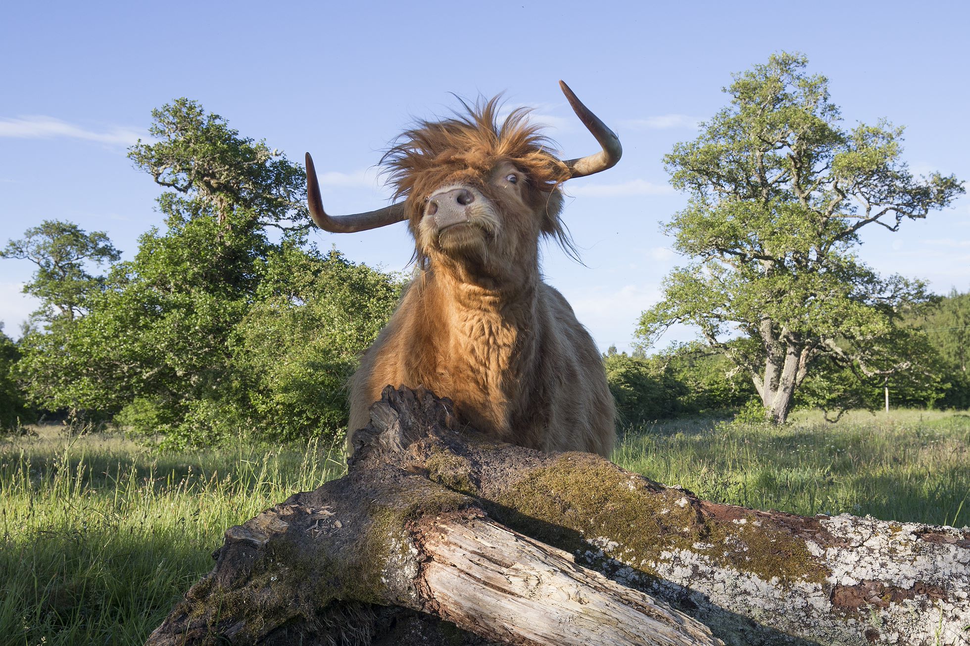 Highland cow in wood pasture in summer, Cairngorms National Park, Scotland.