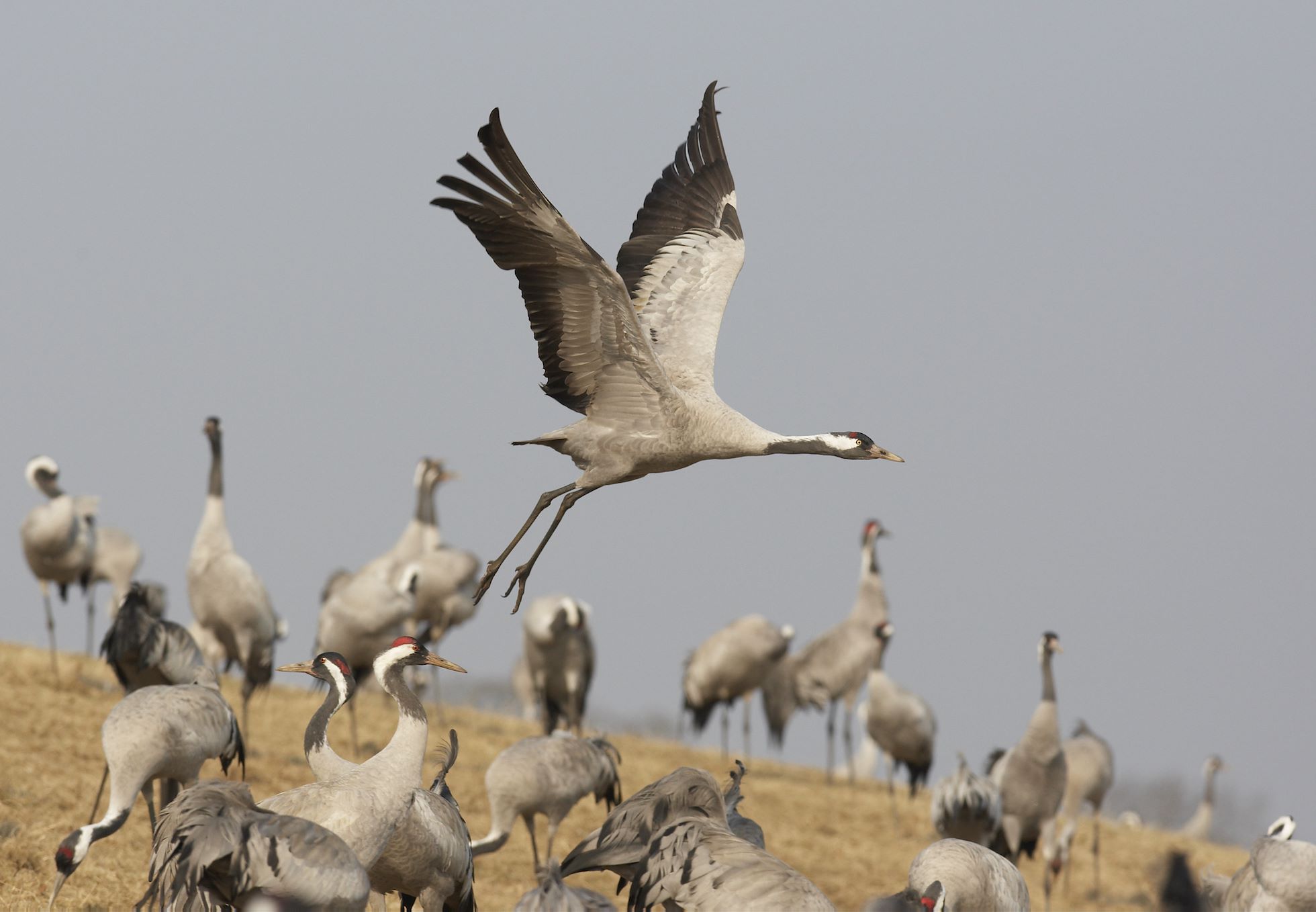 Common crane, Grus grus