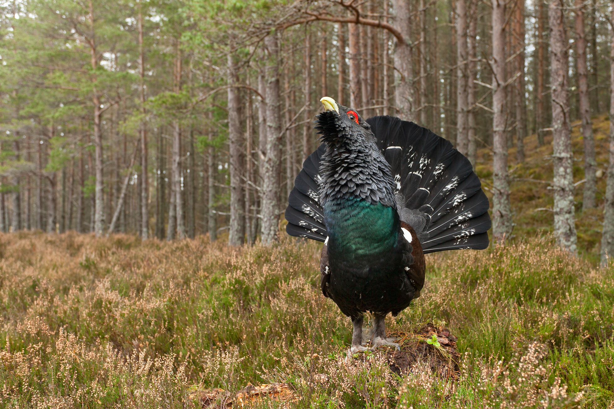 Capercaillie (Tetrao urogallus) adult male displaying in pine wodland, Cairngorms National Park, Scotland, UK