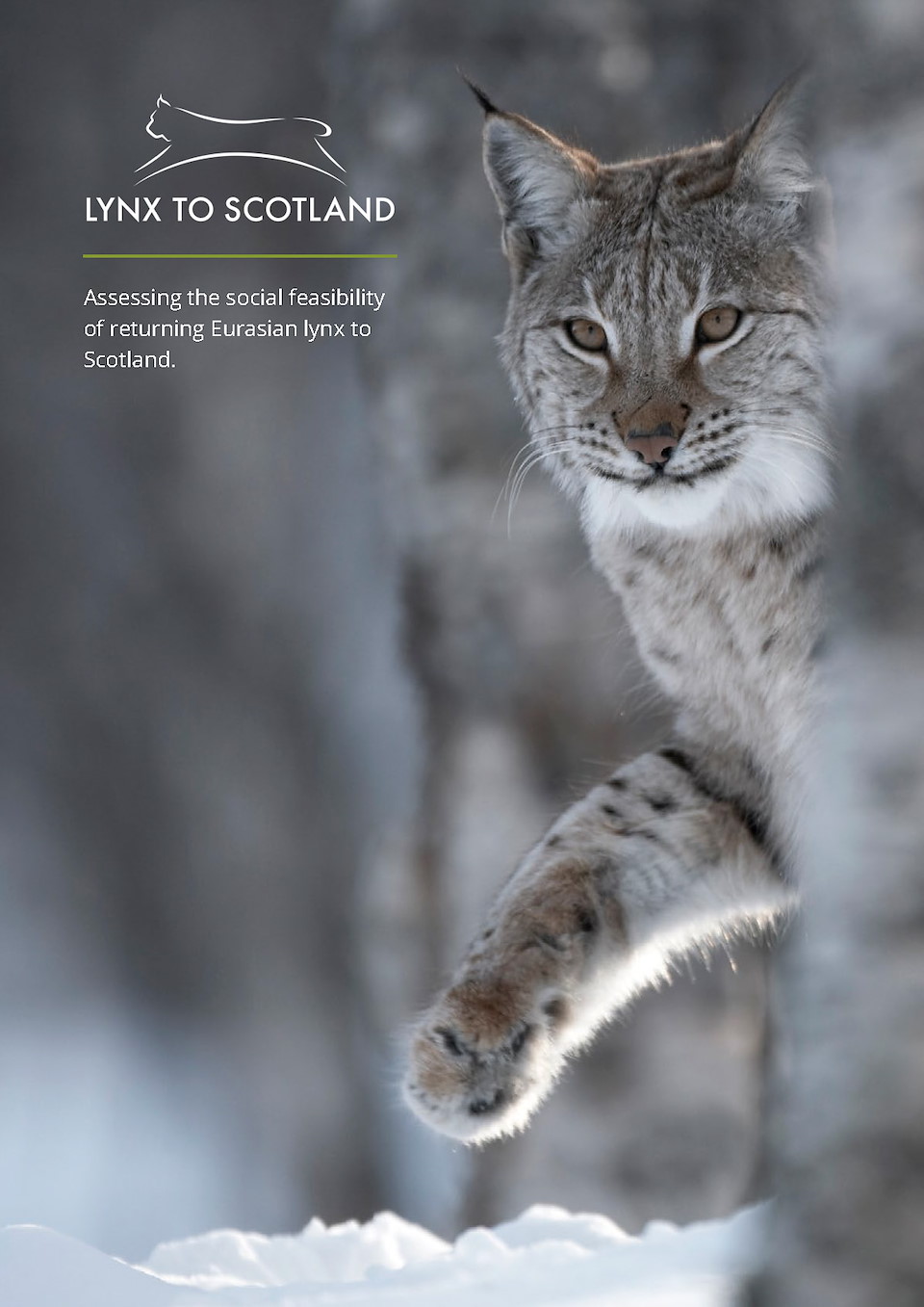 Lynx to Scotland Report (PDF)