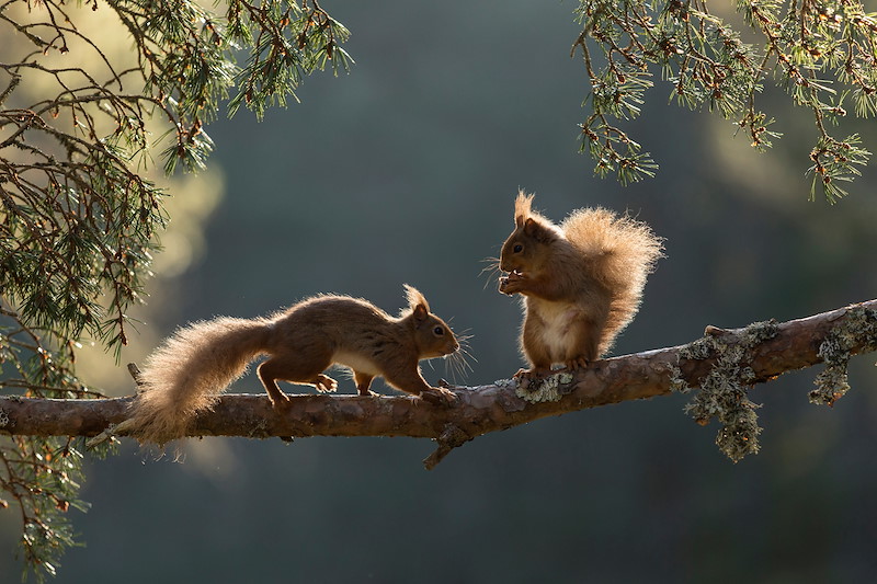 Red squirrel, Sciurus vulgaris, two animals backlit on pine branch, Cairngorms National Park, Scotland