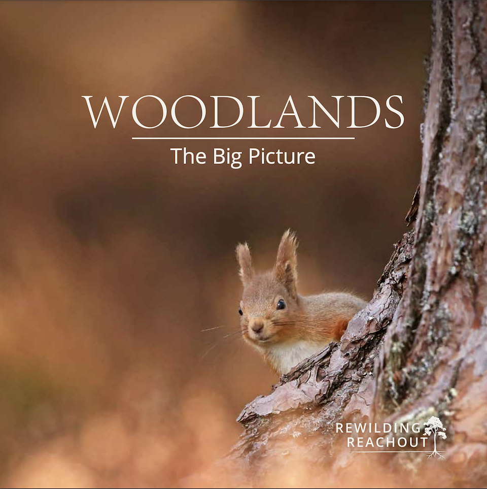 Rewilding Reachout: Woodlands