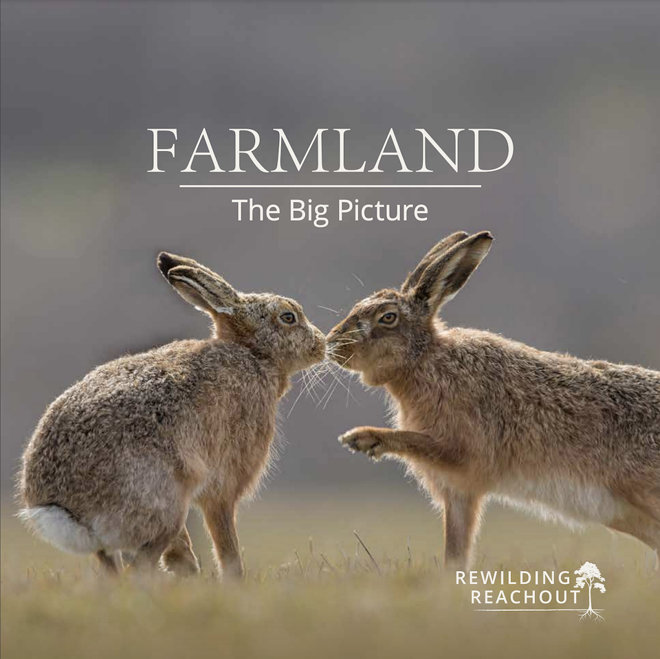 Rewilding Reachout: Farmland