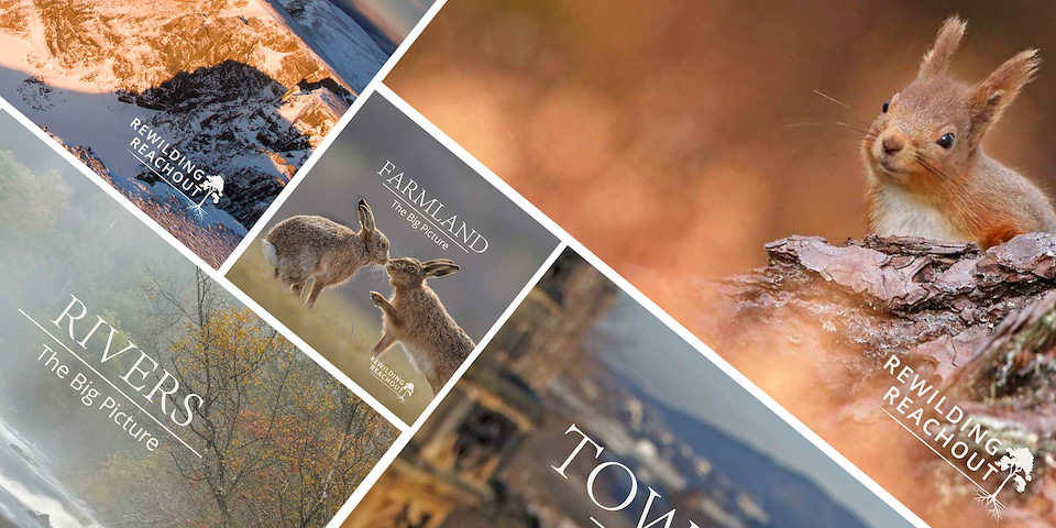 Rewilding Reachout  Delve a little deeper into the need for rewilding across five key Scottish habitats. With stunning photography, explanatory illustrations and helpful glossaries.     Download the free ebooks