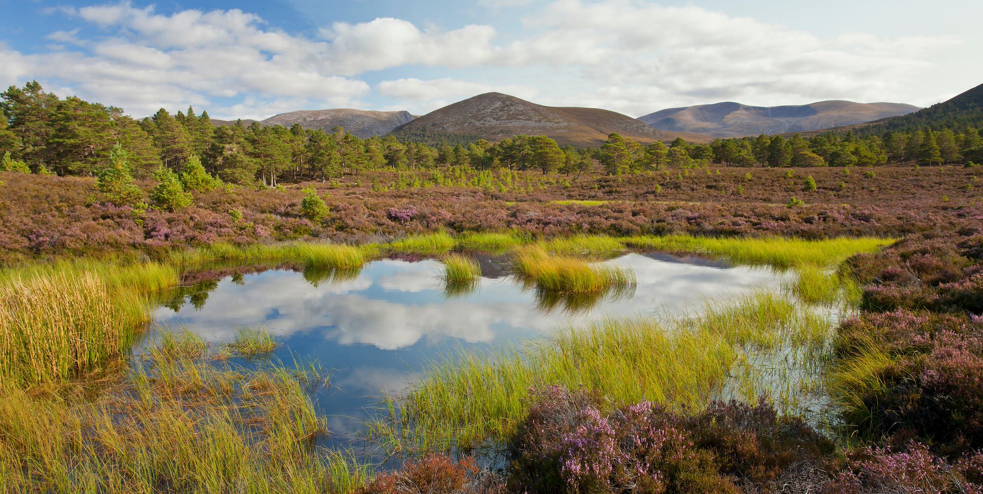 Small lochan surrounded by heather and Caledonian pine forest, Rothiemurchus, Cairngorms National Park, Scotland, UK