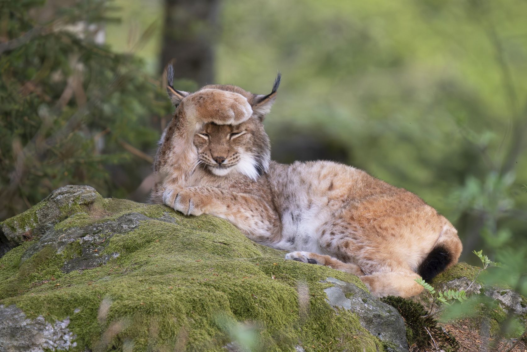 Eurasian lynx, Lynx lynx, adult in beech forest in Bayerisher Wald National Park, Germany (Image taken in captivity)