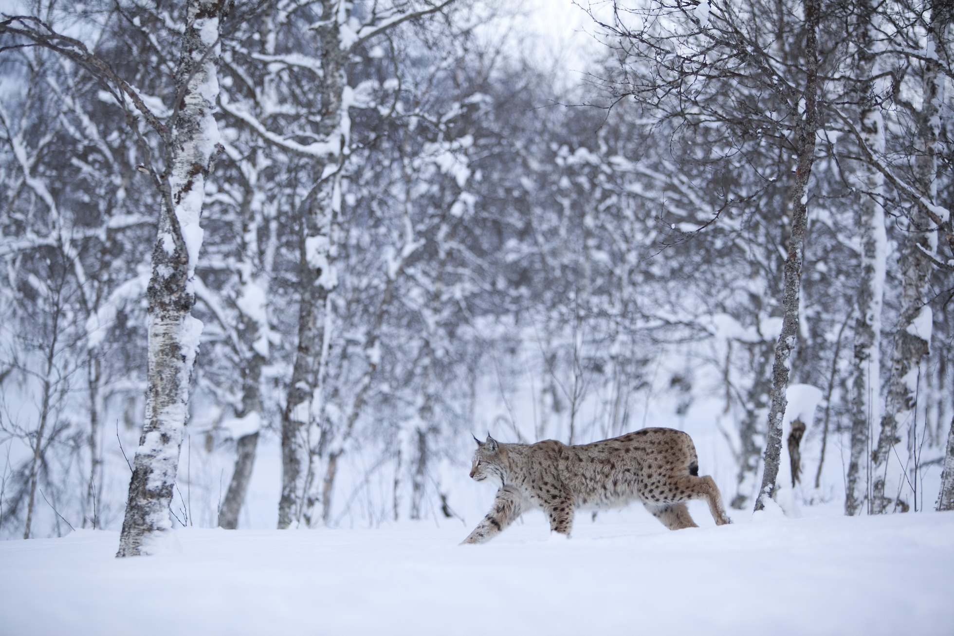 European Lynx (lynx lynx) in winter birch forest, Tromso, Norway (c)
