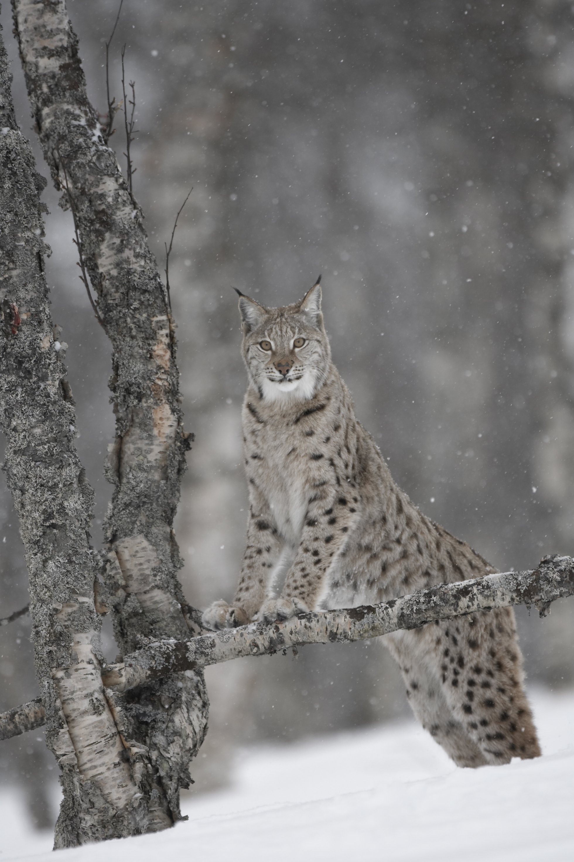 European Lynx (Lynx lynx) adult female climbing tree in winter birch forest, Bardu, Norway (c)