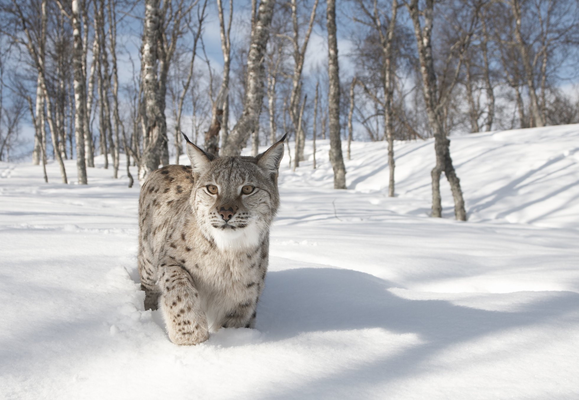 European Lynx (Lynx lynx) adult female in winter birch forest, Bardu, Norway (c)