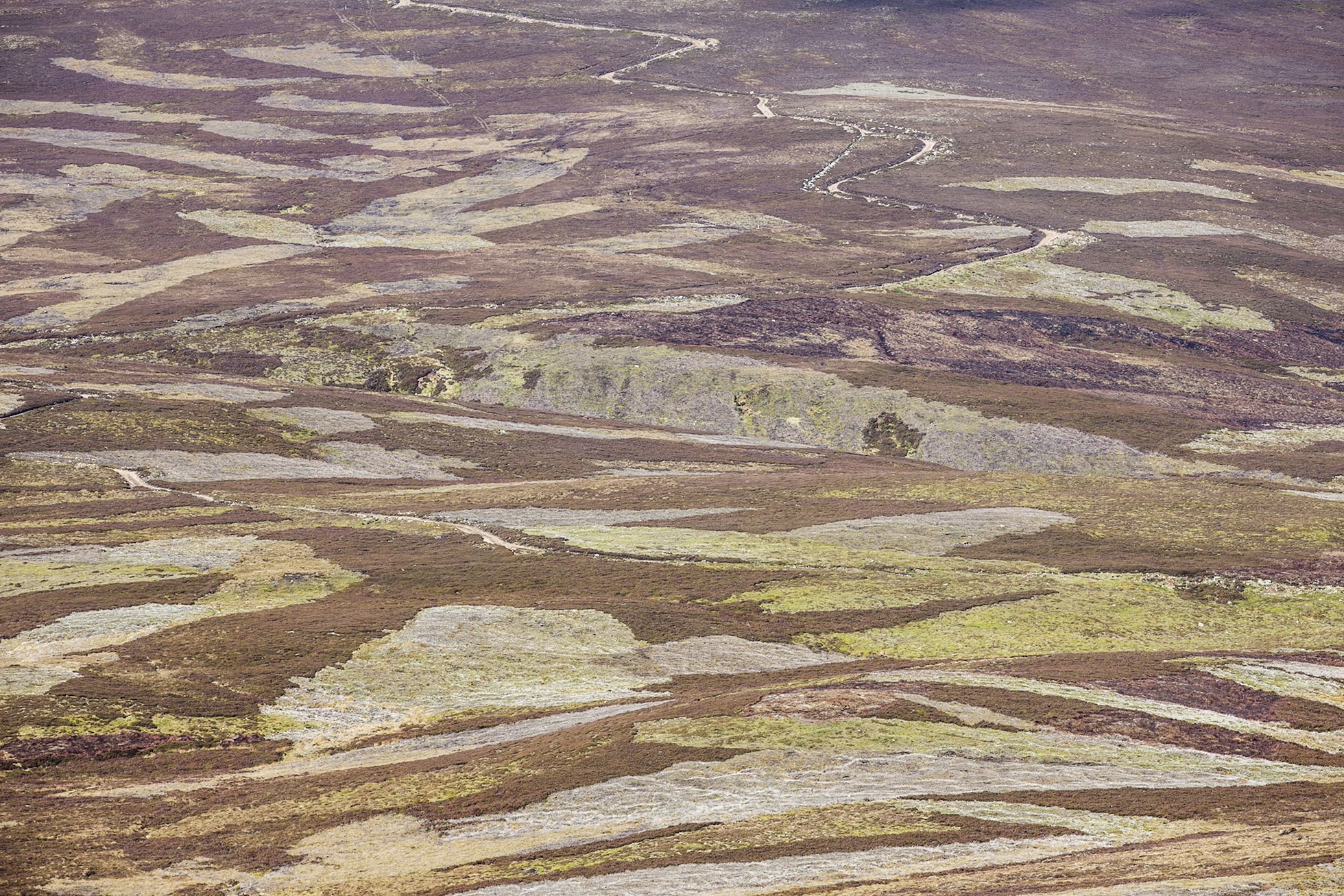 Patchwork of vegetation across grouse moor, Deeside, Scotland.