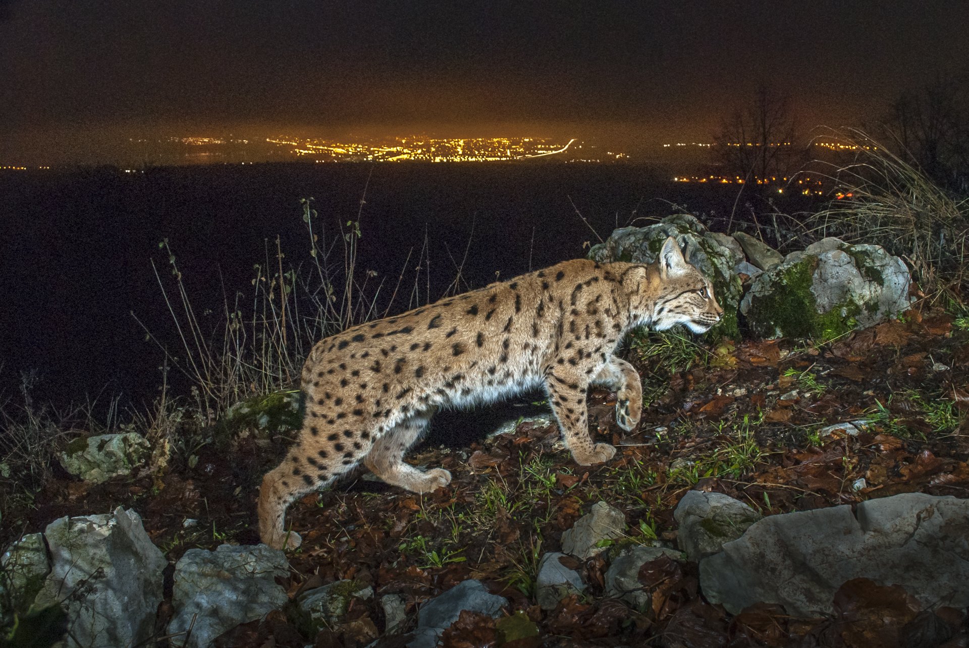 being photographed on camera trap in Switzerland.