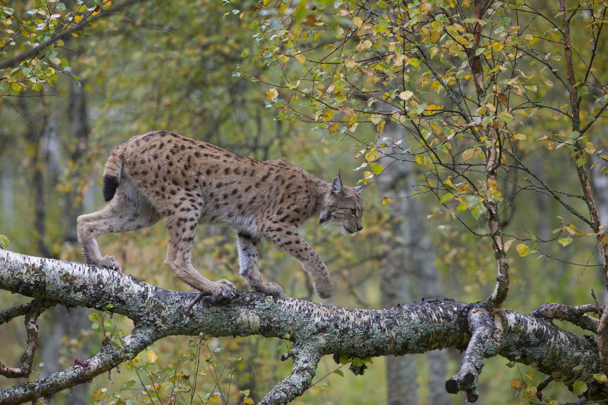Eurasian Lynx (lynx lynx) in autumnal boreal forest, Norway (c)