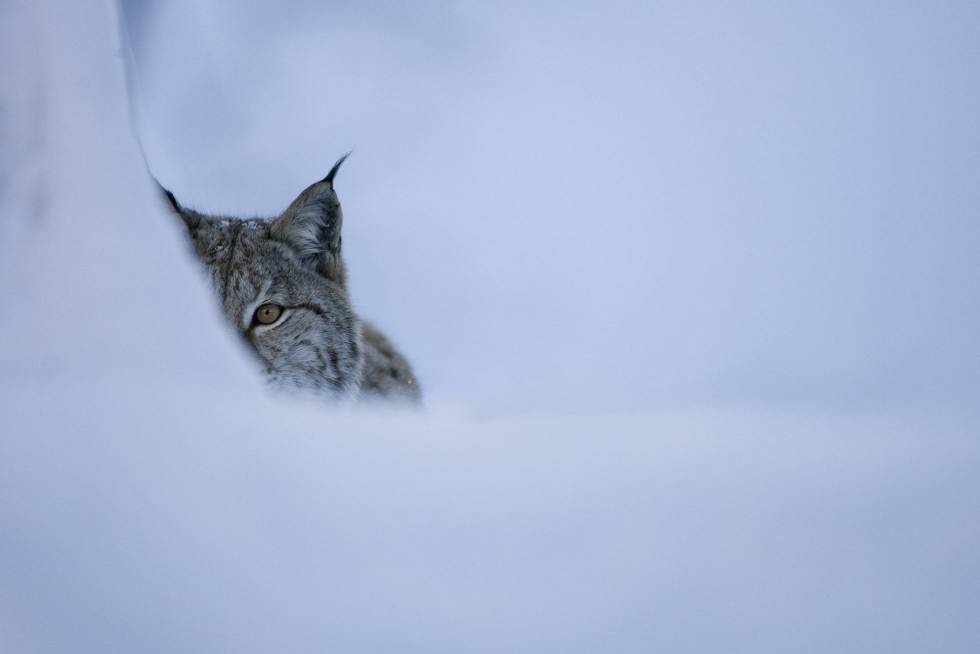 Eurasian lynx (Lynx lynx) in winter birch forest, Norway (c).