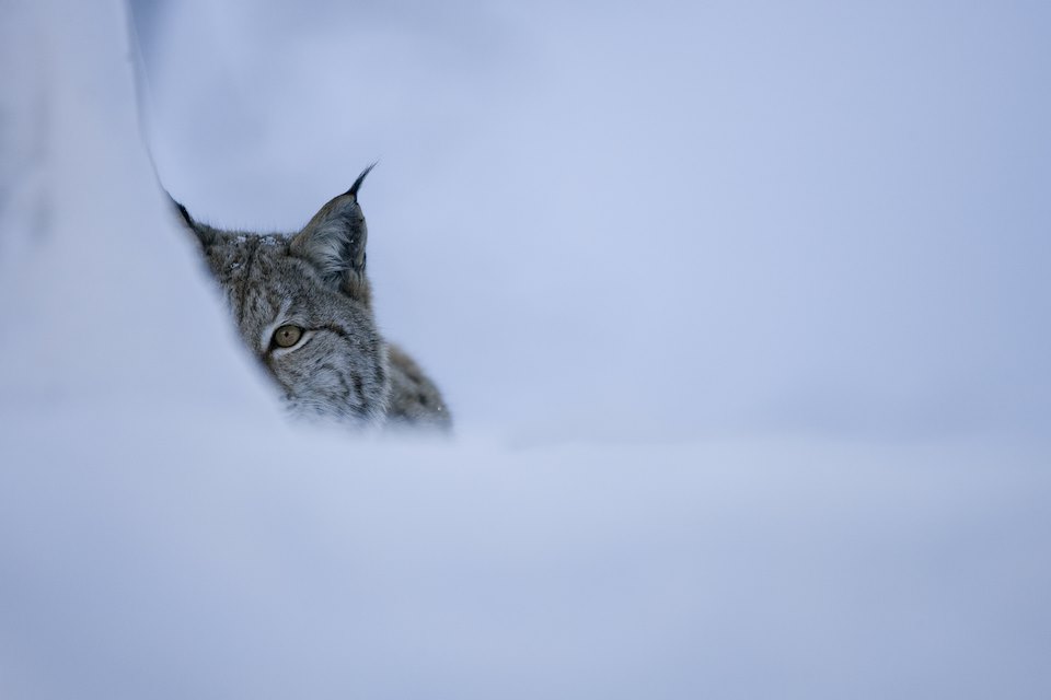 Could We Live With Lynx?