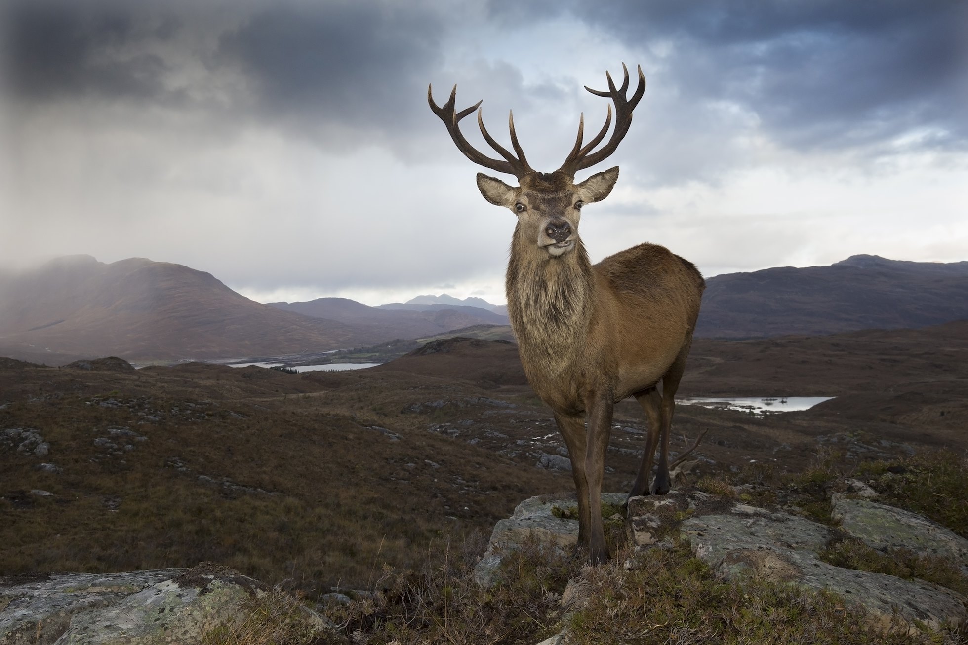Red deer (Cervus elaphus) stag in west Highland landscape, Lochcarron, Wester Ross, Scotland