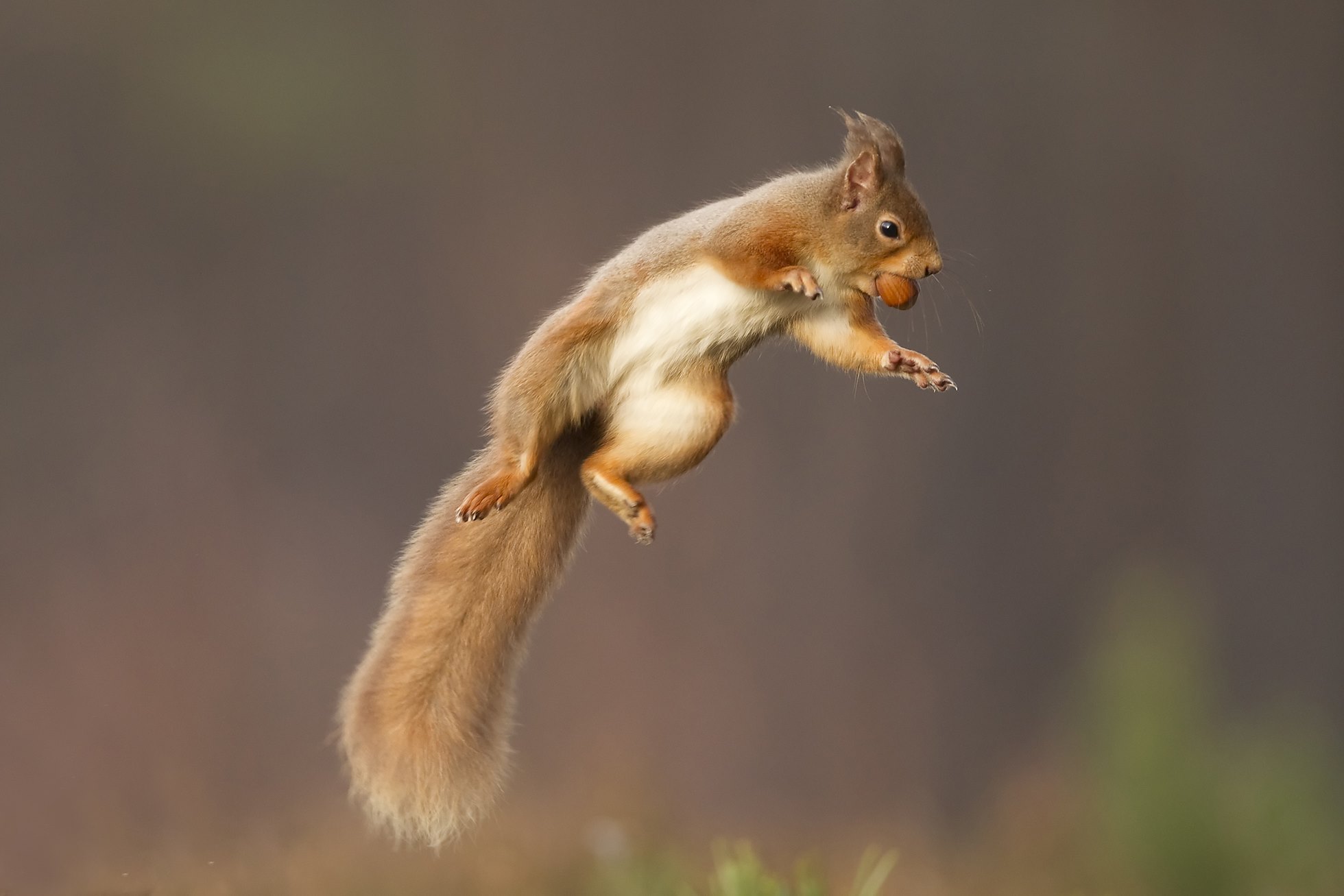 Red squirrel (Sciurus vulgaris) jumping, Cairngorms National Park, Scotland.